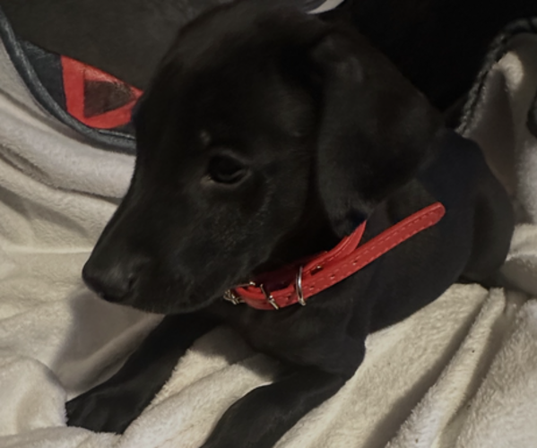 Medium Photo #2 Doberman Pinscher Puppy For Sale in BEAN STATION, TN, USA