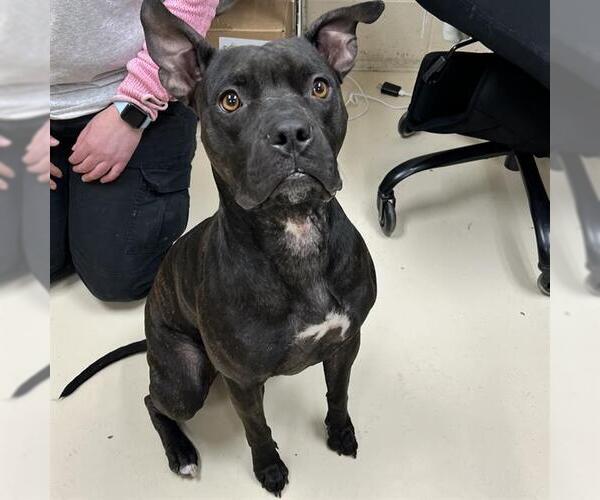 Medium Photo #1 American Pit Bull Terrier Puppy For Sale in Center Township, PA, USA