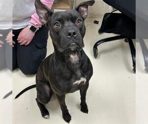 American Pit Bull Terrier Dogs for adoption in Center Township, PA, USA