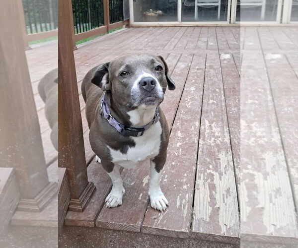 Medium Photo #2 American Pit Bull Terrier-Unknown Mix Puppy For Sale in pomfret, CT, USA