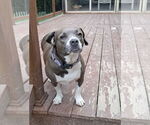 Small #1 American Pit Bull Terrier Mix