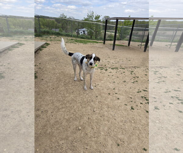 Medium Photo #2 German Shepherd Dog-Great Pyrenees Mix Puppy For Sale in Maquoketa, IA, USA