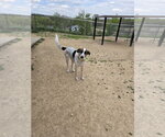 Small #1 German Shepherd Dog-Great Pyrenees Mix