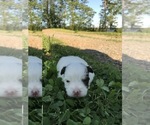 Small Photo #1 Havanese Puppy For Sale in CLINTON, AR, USA
