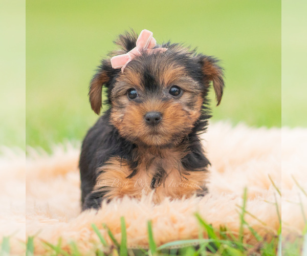 Medium Photo #76 Yorkshire Terrier Puppy For Sale in WARSAW, IN, USA