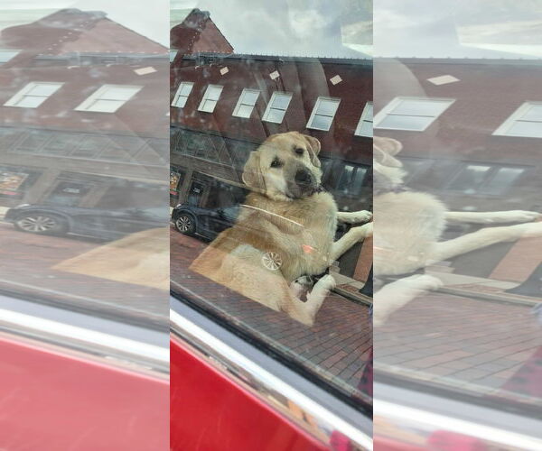 Medium Photo #4 Golden Labrador Puppy For Sale in Hinton, WV, USA