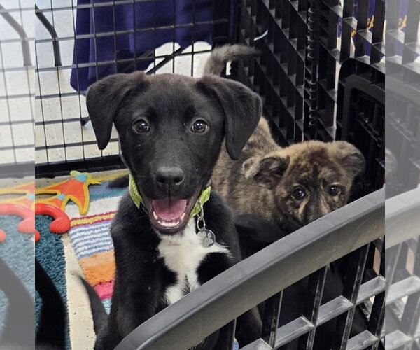Medium Photo #2 Border Collie-Unknown Mix Puppy For Sale in Overland Park, KS, USA