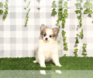 Pomeranian Puppy for sale in MARIETTA, GA, USA