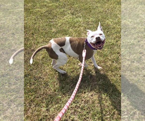 Medium Photo #8 American Pit Bull Terrier-Unknown Mix Puppy For Sale in Rustburg, VA, USA