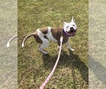 Small #7 American Pit Bull Terrier Mix