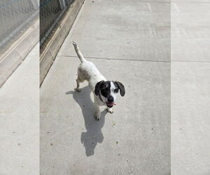 Mutt Dogs for adoption in Maquoketa, IA, USA