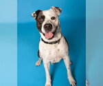 Small #2 American Staffordshire Terrier