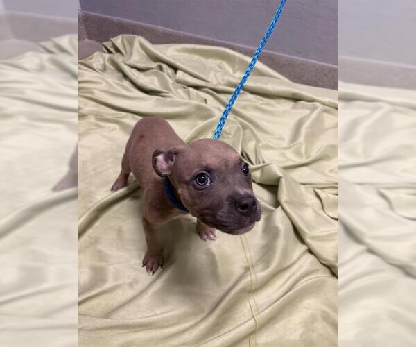 Medium Photo #1 Mutt Puppy For Sale in Las Vegas, NV, USA