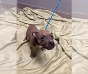 Mutt Dogs for adoption in Las Vegas, NV, USA