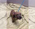 Small Mutt