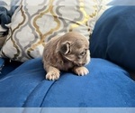Small Photo #12 Shih Tzu Puppy For Sale in HAYWARD, CA, USA