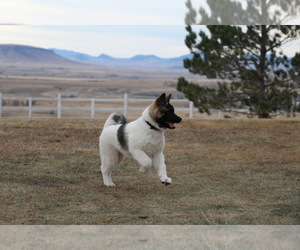 Akita Puppy for sale in FORT SHAW, MT, USA