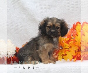 ShihPoo Puppy for sale in RISING SUN, MD, USA