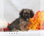 Small ShihPoo