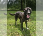 Small #3 Borador