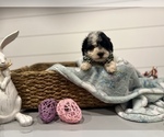 Small Photo #2 Poodle (Miniature) Puppy For Sale in CENTRALIA, IL, USA