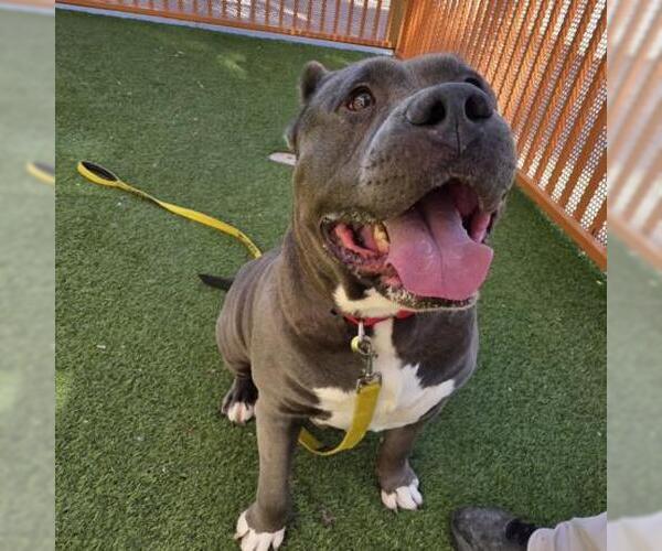 Medium Photo #1 American Bulldog-Unknown Mix Puppy For Sale in Las Vegas, NV, USA