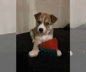 Siberian Husky-Unknown Mix Dogs for adoption in Gretna, NE, USA