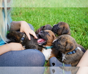 Boxer Litter for sale in KNOB NOSTER, MO, USA