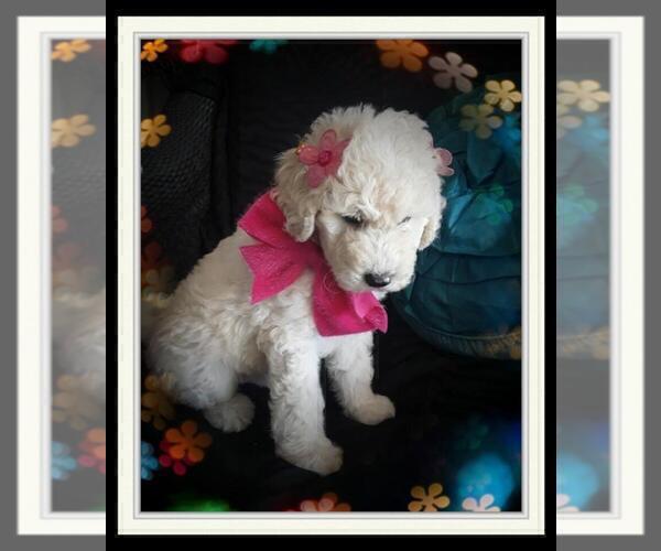 Medium Photo #3 Sheepadoodle Puppy For Sale in RIALTO, CA, USA