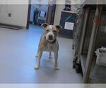 Small American Pit Bull Terrier Mix