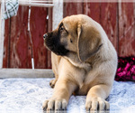 Small Photo #8 Mastiff Puppy For Sale in WAKARUSA, IN, USA