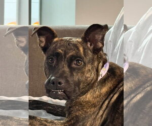 American Pit Bull Terrier-Unknown Mix Dogs for adoption in Germantown, OH, USA