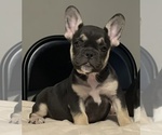 Small Photo #61 French Bulldog Puppy For Sale in BATON ROUGE, LA, USA