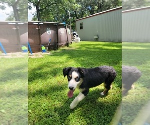 Miniature Australian Shepherd Puppy for sale in HARDY, AR, USA