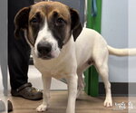 Small Photo #3 Labrador Retriever-Unknown Mix Puppy For Sale in Washington, DC, USA