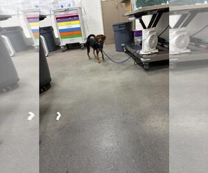 Beagle-Unknown Mix Dogs for adoption in Forestville, MD, USA