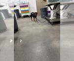 Small Beagle Mix