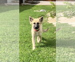 Small #4 Mutt