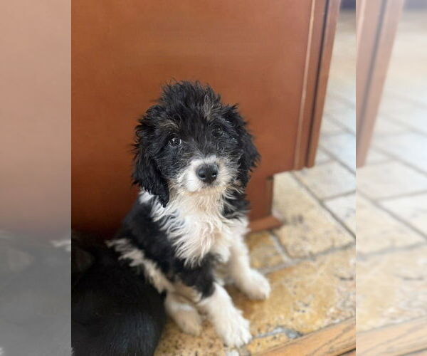 Medium Photo #2 Beagle-Unknown Mix Puppy For Sale in Springdale, PA, USA