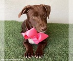Small #5 American Pit Bull Terrier-Chocolate Labrador retriever Mix