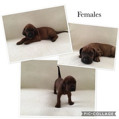 Redbone Coonhound Puppy for sale in OAK GLEN, CA, USA