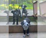 Small #3 Mutt