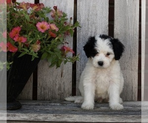 Bernedoodle (Miniature) Puppy for sale in FREDERICKSBURG, OH, USA