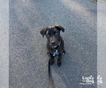 Small #6 Labrador Retriever Mix