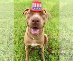 Small #4 American Pit Bull Terrier Mix