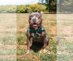 Small #11 American Staffordshire Terrier