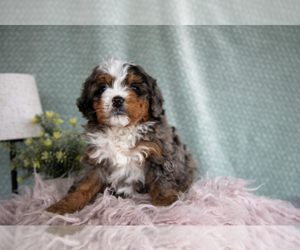 Medium Photo #1 Bernedoodle (Miniature) Puppy For Sale in PARADISE, PA, USA