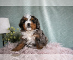 Small Bernedoodle (Miniature)