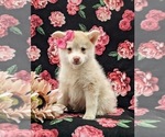 Small Photo #2 Pomsky Puppy For Sale in QUARRYVILLE, PA, USA