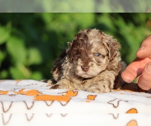 ShihPoo Puppy for sale in DYERSBURG, TN, USA
